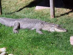 Sunning himself