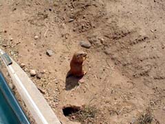 Prairie Dogs